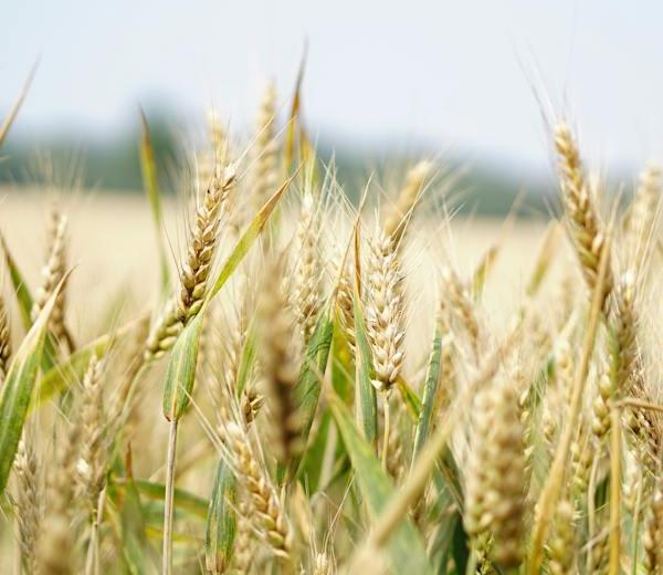 Photo of a field of wheat