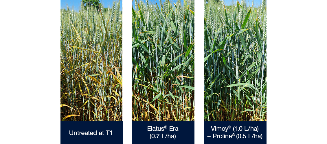 Photos showing how Yellow rust impacts Vimoy + Proline treated crops the least compares to untreated at T1 & Elatus Era