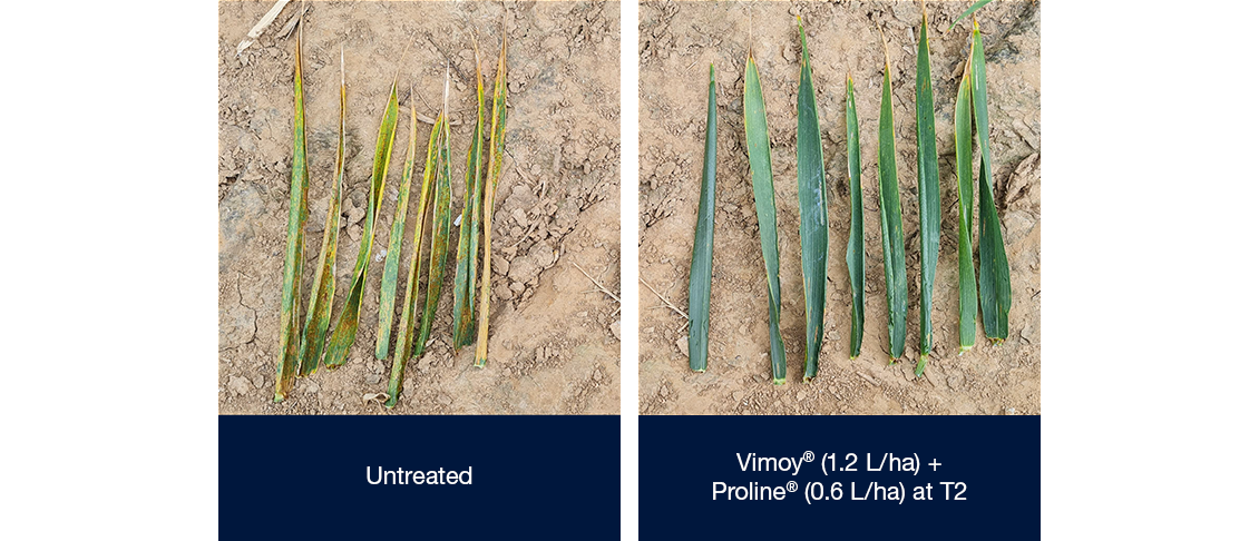 Photos showing much healthier crop leaves of those treated with Vimoy + Proline at T2 compared to untreated