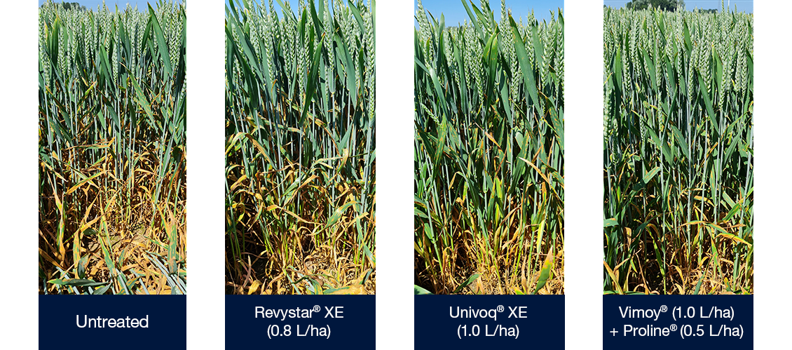 Photos showing how Septoria tritici impacts Vimoy + Proline treated crops compared to untreated, Revystar & Univoq